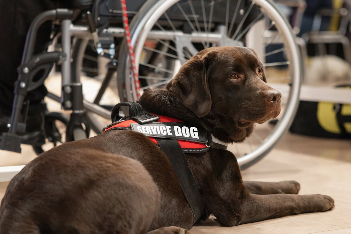 Perro de asistencia ayudando a una persona en silla de ruedas en un espacio público